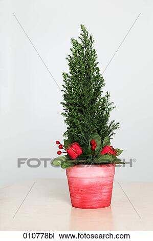 still life of little conifer in red pot with christmas decoration View Large Photo Image Stock Image - still life of little conifer in red pot with christmas decoration. Fotosearch
