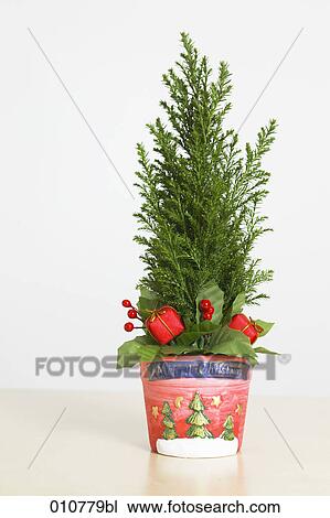 still life of potted conifer with christmas decoration View Large Photo Image Stock Image - still life of potted conifer with christmas decoration. Fotosearch