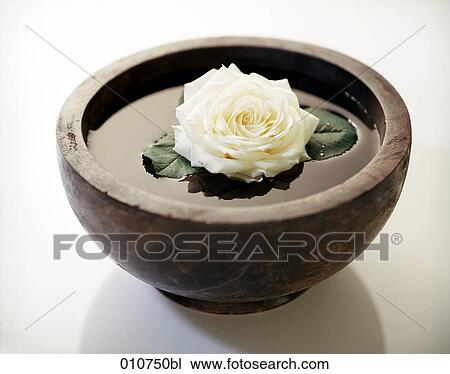 still life of white rose swimming in bowl filled with water View Large Photo Image Stock Image - still life of white rose swimming in bowl filled with water. Fotosearch