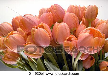 bunch of red tulips View Large Photo Image Stock Image - bunch of red tulips. Fotosearch