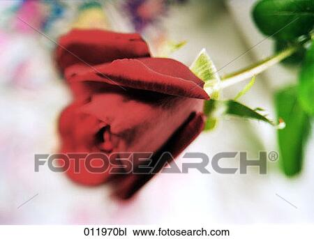 close-up of red rose View Large Photo Image Stock Image - close-up of red rose. Fotosearch