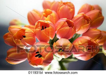 close-up of red tulips View Large Photo Image Stock Image - close-up of red tulips. Fotosearch