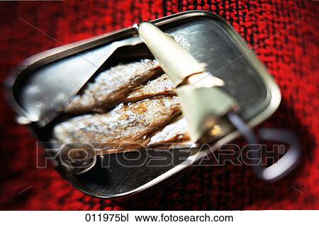 freshly opened sardine can View Large Photo Image Stock Image - freshly opened sardine can. Fotosearch