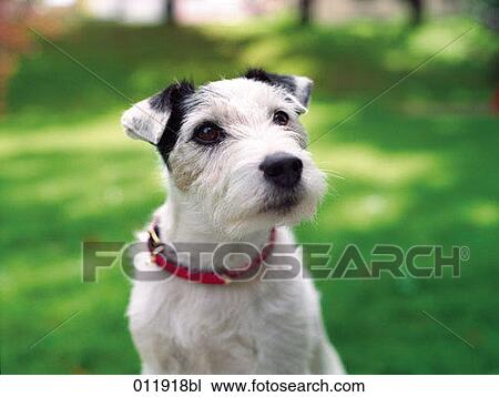 portrait of white puppy View Large Photo Image Stock Image - portrait of white puppy. Fotosearch