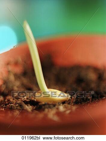 Stock Image - seedling growing in flowerpot. Fotosearch