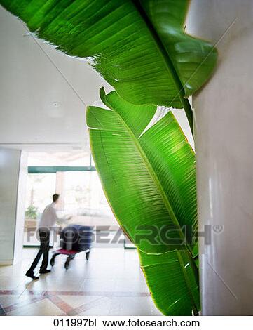 bellboy, daylight, bellcaucasian, artificial light View Large Photo Image Stock Image - bellboy, daylight, bellcaucasian, artificial light. Fotosearch