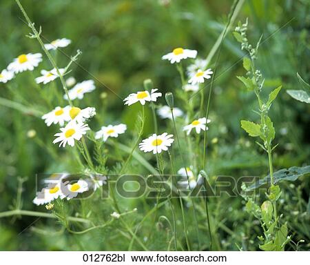 close-up of meadow with daisies View Large Photo Image Stock Image - close-up of meadow with daisies. Fotosearch
