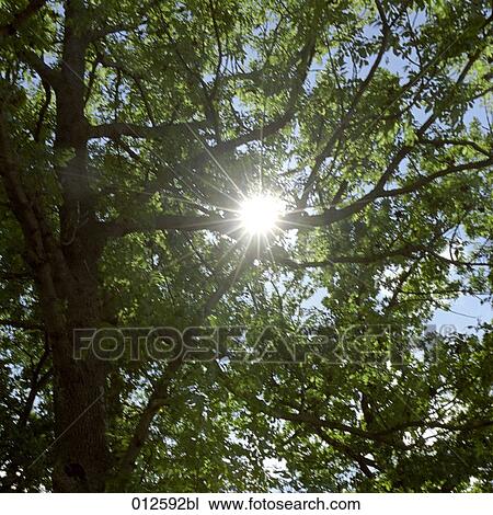 sun shining through tree branches View Large Photo Image Stock Image - sun shining through tree branches. Fotosearch