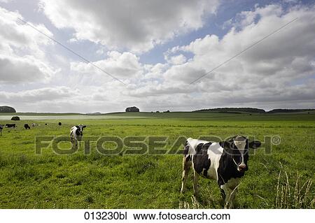 Halasz + Burow, agriculture, animal, animals, cattle, cloud, clouds View Large Photo Image Stock Image - Halasz + Burow, agriculture, animal, animals, cattle, cloud, clouds. Fotosearch