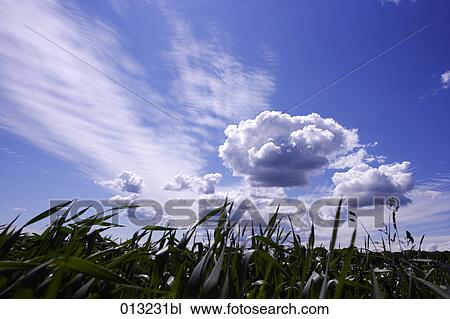 Halasz + Burow, agriculture, blue sky, cloud, clouds, cloudy View Large Photo Image Stock Image - Halasz + Burow, agriculture, blue sky, cloud, clouds, cloudy. Fotosearch