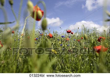 Halasz + Burow, blossom, close-up, cloudy, colorful View Large Photo Image Stock Image - Halasz + Burow, blossom, close-up, cloudy, colorful. Fotosearch