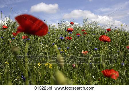 Halasz + Burow, blossom, close-up, cloudy, colorful View Large Photo Image Stock Image - Halasz + Burow, blossom, close-up, cloudy, colorful. Fotosearch
