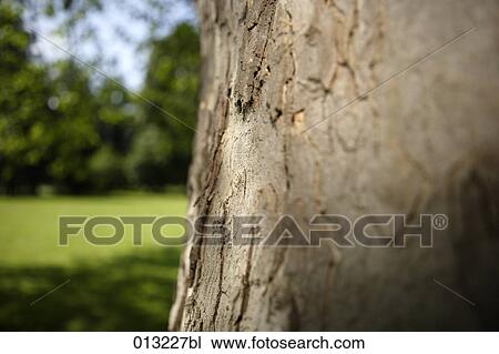 Halasz + Burow, calmness, close-up View Large Photo Image Stock Image - Halasz + Burow, calmness, close-up. Fotosearch