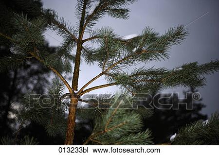 Halasz + Burow, christmas, close-up, conifer View Large Photo Image Stock Image - Halasz + Burow, christmas, close-up, conifer. Fotosearch