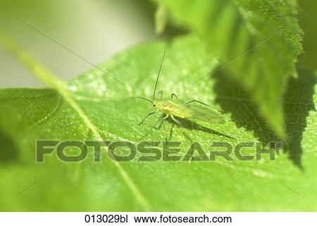 Vladimir Godnik, animal, animals, camouflage, close-up View Large Photo Image Stock Image - Vladimir Godnik, animal, animals, camouflage, close-up. Fotosearch
