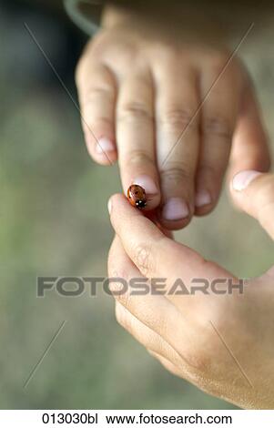 Stock Image - Vladimir Godnik, animal, animals, beetle, beetles, body detail. Fotosearch