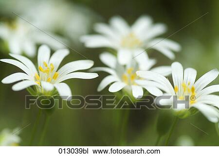 Vladimir Godnik, blossom, close-up View Large Photo Image Stock Image - Vladimir Godnik, blossom, close-up. Fotosearch