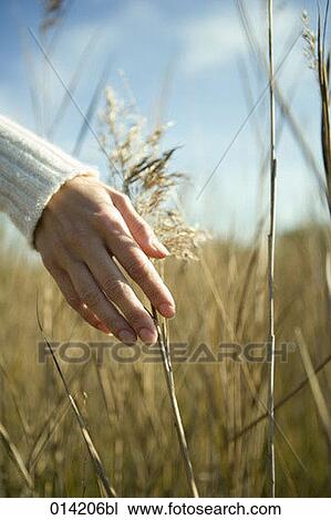 close-up of female hand touching reeds View Large Photo Image Stock Image - close-up of female hand touching reeds. Fotosearch