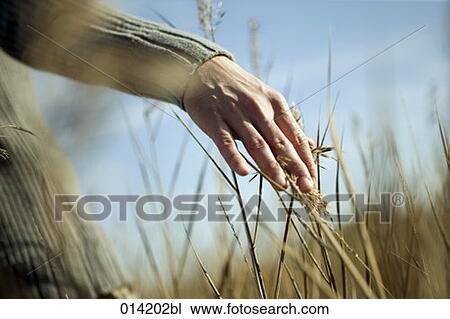 close-up of man touching reeds in field View Large Photo Image Stock Image - close-up of man touching reeds in field. Fotosearch