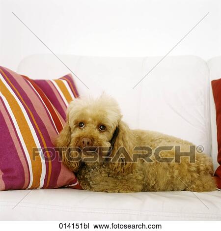 Stock Image - portrait of poodle sitting on sofa. Fotosearch