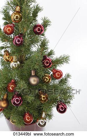 still life of potted christmas tree with baubles View Large Photo Image Stock Image - still life of potted christmas tree with baubles. Fotosearch