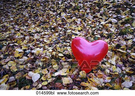heart shaped red balloon lying on leaves in autumn View Large Photo Image Stock Image - heart shaped red balloon lying on leaves in autumn. Fotosearch