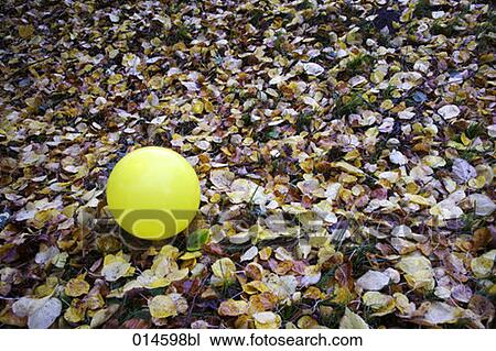 yellow balloon lying on brown leaves in autumn View Large Photo Image Stock Image - yellow balloon lying on brown leaves in autumn. Fotosearch