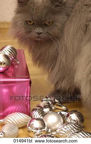 cat with baubles and christmas present View Large Photo Image Stock Image - cat with baubles and christmas present. Fotosearch
