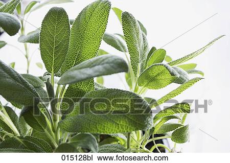 close-up of sage leaves View Large Photo Image Stock Image - close-up of sage leaves. Fotosearch