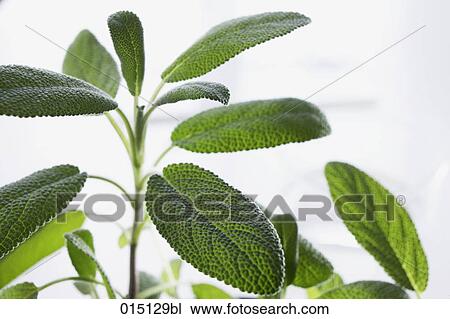 close-up of sage leaves View Large Photo Image Stock Image - close-up of sage leaves. Fotosearch