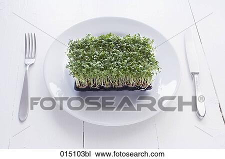still life of setting with cress on plate View Large Photo Image Stock Image - still life of setting with cress on plate. Fotosearch