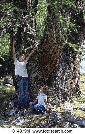 two children playing under large tree View Large Photo Image Stock Image - two children playing under large tree. Fotosearch