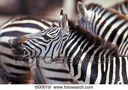 Africa, Tanzania, herd of zebras View Large Photo Image Stock Image - Africa, Tanzania, herd of zebras. Fotosearch