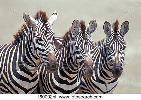 Africa, Tanzania, zebras View Large Photo Image Stock Image - Africa, Tanzania, zebras. Fotosearch