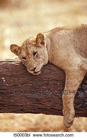 Africa, young male lion on tree stump View Large Photo Image Stock Image - Africa, young male lion on tree stump. Fotosearch