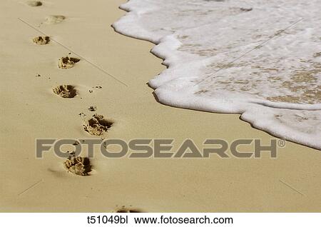 Animal tracks on sand View Large Photo Image Stock Image - Animal tracks on sand. Fotosearch