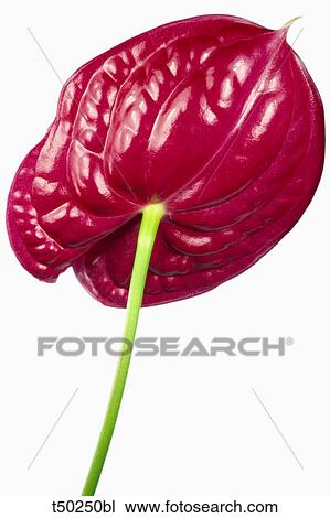Anthurium View Large Photo Image Stock Image - Anthurium. Fotosearch