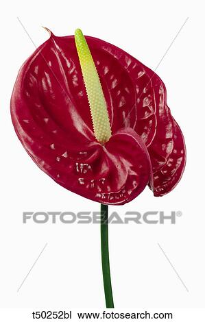 Anthurium View Large Photo Image Stock Image - Anthurium. Fotosearch