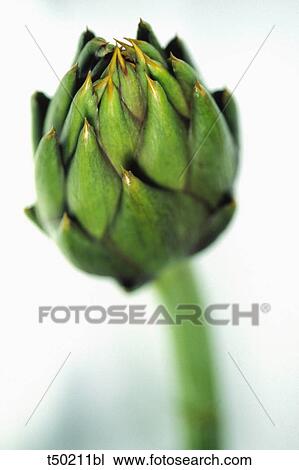 Artichoke View Large Photo Image Stock Image - Artichoke. Fotosearch