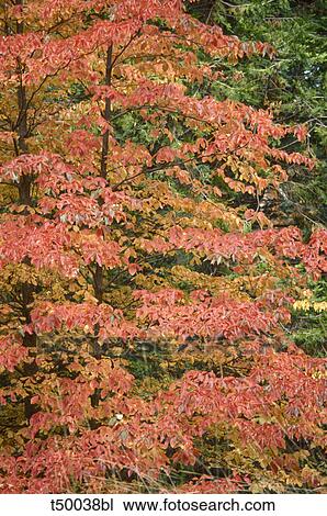 Autumn leaves View Large Photo Image Stock Image - Autumn leaves. Fotosearch
