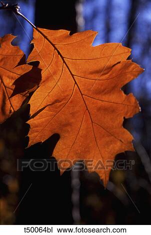 Autumn leaves View Large Photo Image Stock Image - Autumn leaves. Fotosearch