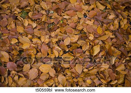 Autumn leaves View Large Photo Image Stock Image - Autumn leaves. Fotosearch