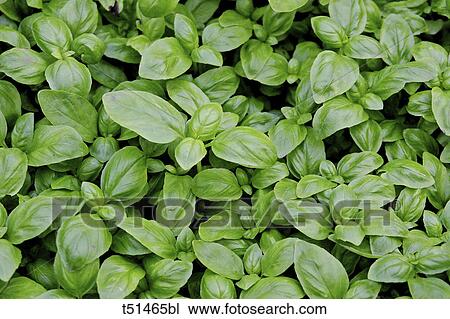 Basil View Large Photo Image Stock Image - Basil. Fotosearch