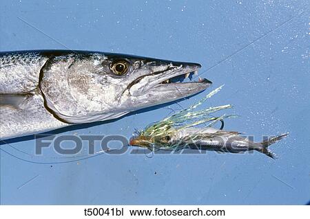 Big Game Fishing, Barracuda head and bait View Large Photo Image Stock Image - Big Game Fishing, Barracuda head and bait. Fotosearch