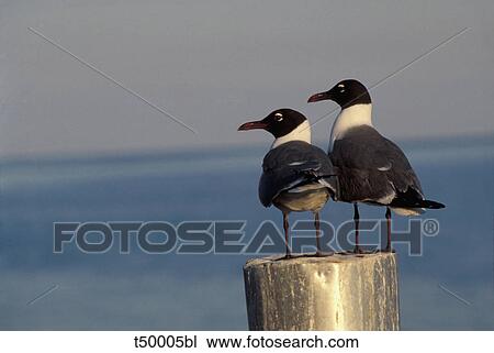 Stock Image - Black-headed Gull, Texel, (Larus ridibundus). Fotosearch