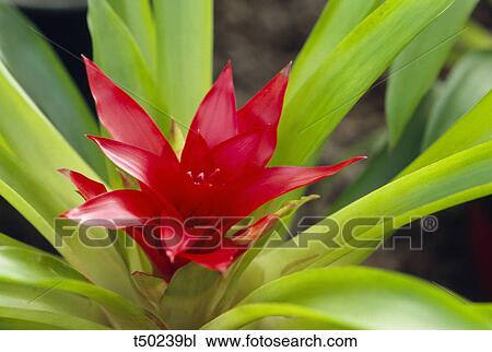 Blushing Bromeliad - Nidularium fulgens View Large Photo Image Stock Image - Blushing Bromeliad - Nidularium fulgens. Fotosearch
