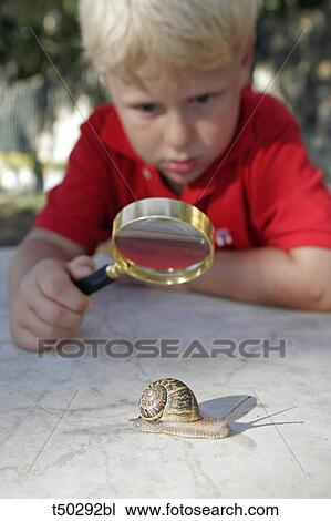 Boy looking at snail with magnifying glass View Large Photo Image Stock Image - Boy looking at snail with magnifying glass. Fotosearch