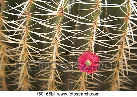 Stock Image - Cactus close up. Fotosearch