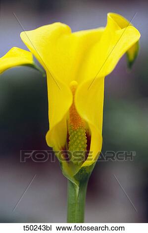 Calla lily blossom View Large Photo Image Stock Image - Calla lily blossom. Fotosearch