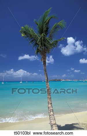 Caribbean, St. Martin, palm on the beach View Large Photo Image Stock Image - Caribbean, St. Martin, palm on the beach. Fotosearch